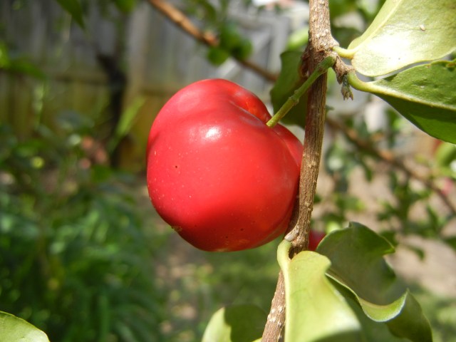 Acerola Cherry