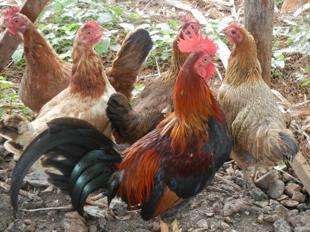 Cock with four hens