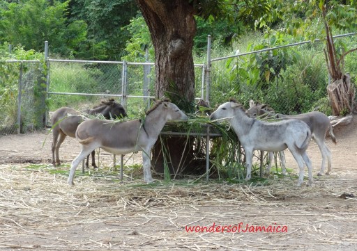 Image-wondersofJamaica