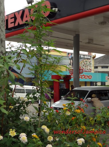 image-wondersofJamaica