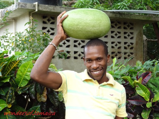 image-wondersofJamaica